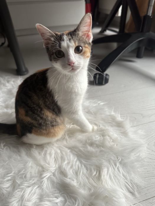 Zambolina cauta casuta