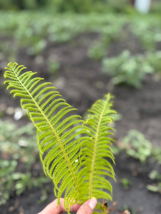 Продам дачу д/о Каштан