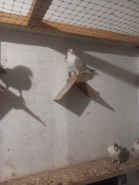 Porumbei galateni pentru cunoscători o culoare rară lăpțiu