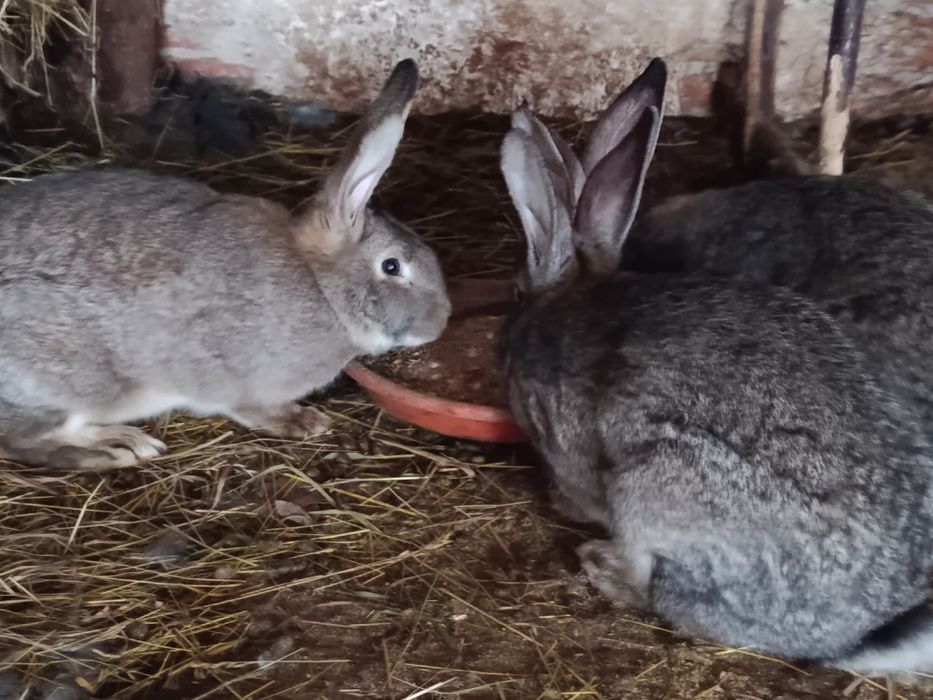 Vând iepuroaice  tinere!