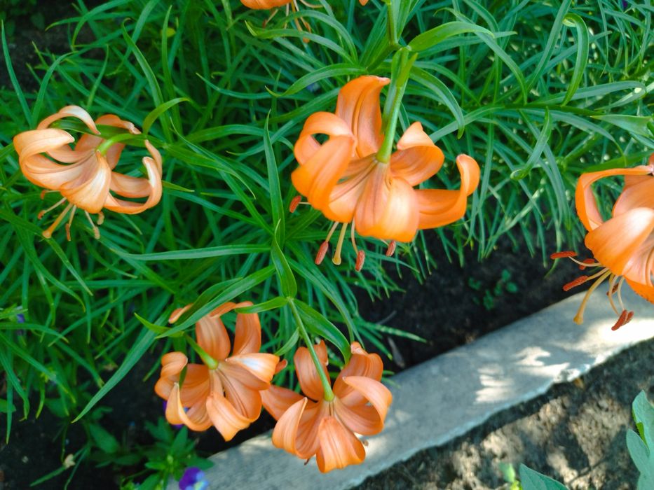 Продам корни лилий