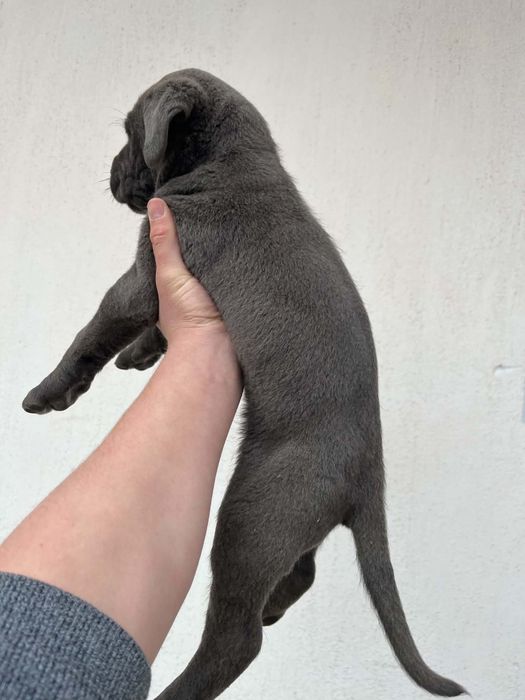 Кане корсо Италиано