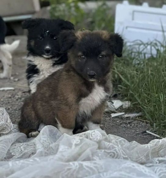 Щенки,2 мес.в добрые руки