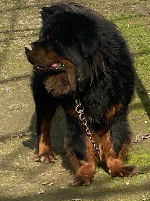 тибетский мастиф