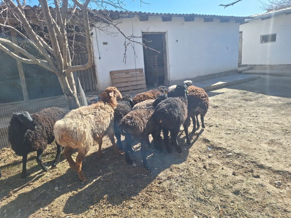 9 бас кошкар сатлмда