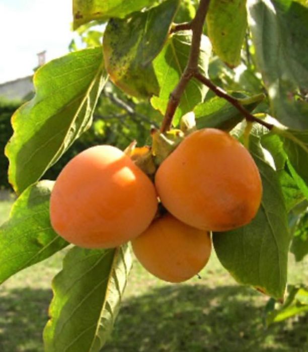 Дръвчета Райска ябълка за лкиенте на едро и дребно