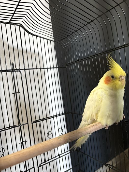 Vand nimfe pereche, cumparate de la animax