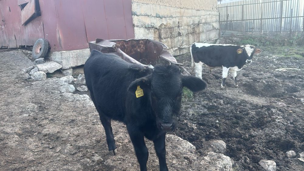 Продам телят и тёлку