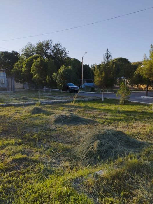 Beda o'rilgan bepul: Hadya qilaman - Boshqa Buxoro на Olx