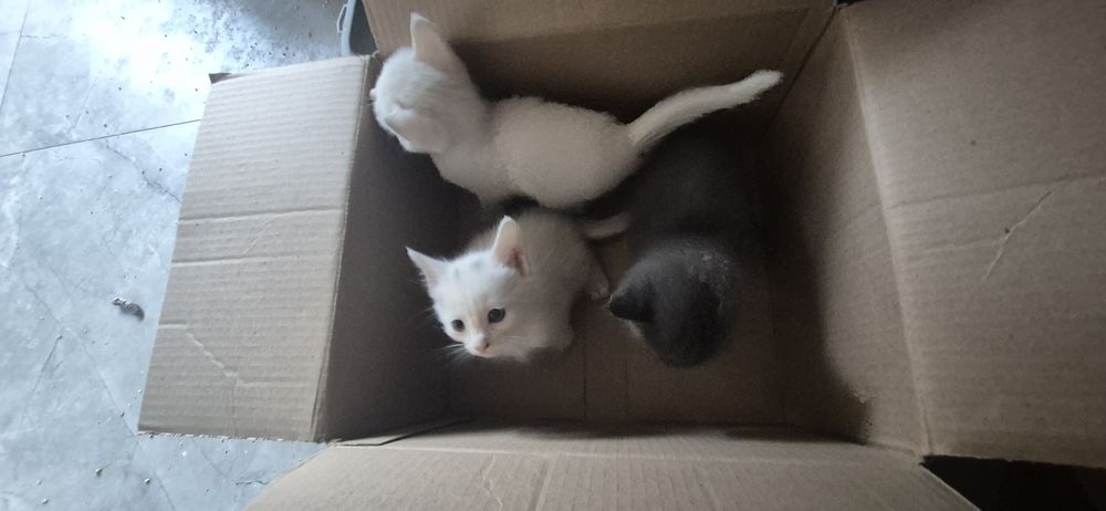 Котята бесплатно