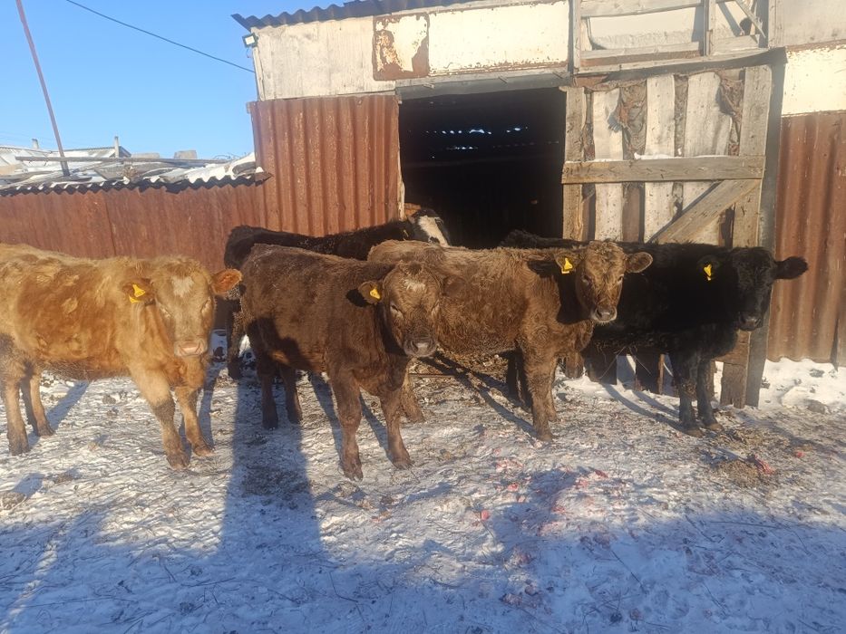 Продам  три телки два бычка
