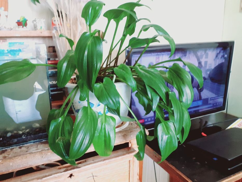 Продам комнатный цветок