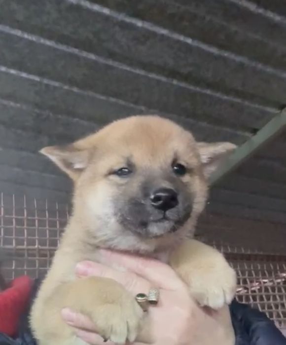 Сиба ину девочка