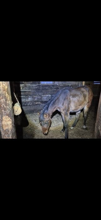 Продам жорга ,жорға