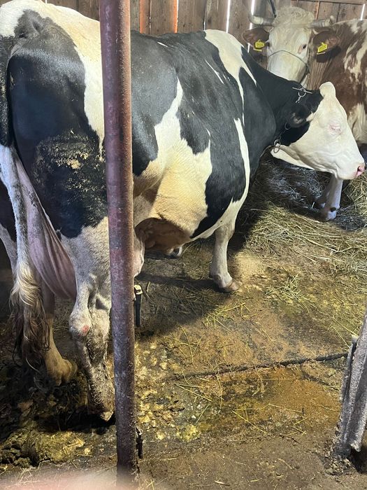 Vand vaca baltata romaneasca