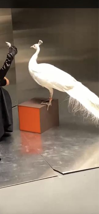 Белые Павлины молоднях