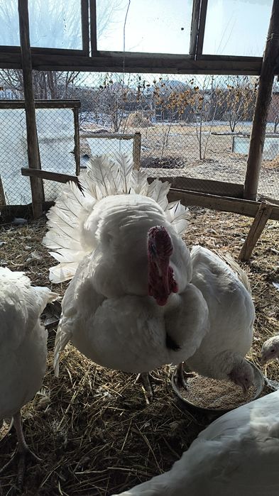 Индук қоразы сатылады