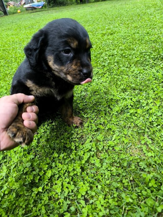 Donez pui metis labrador