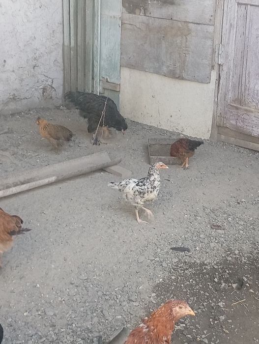 Продам 2-3-4 месячных