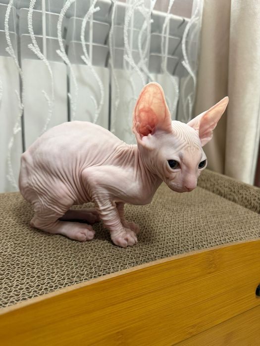 Продам кота сфинкс