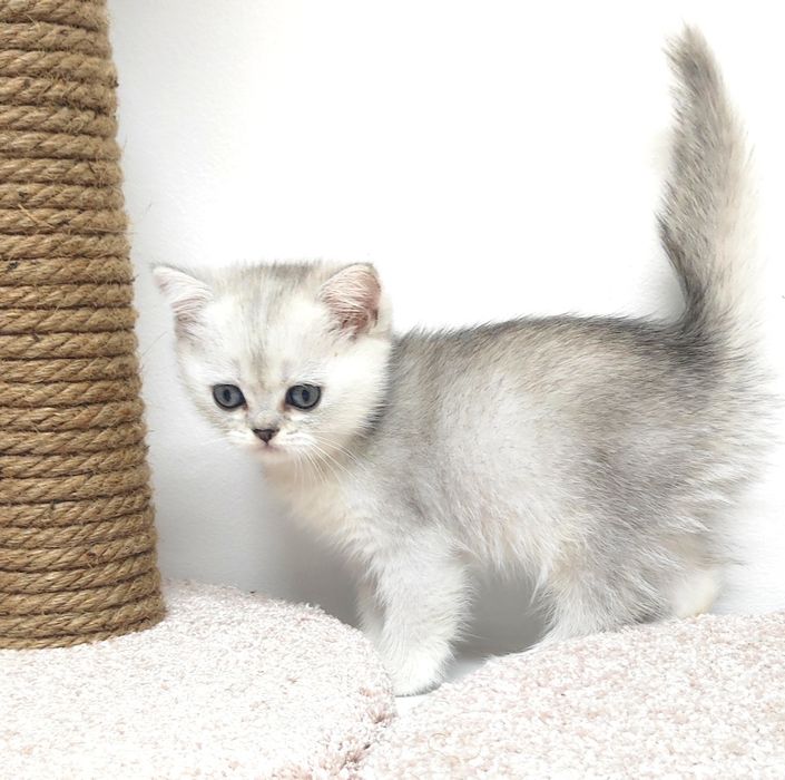 британские котята