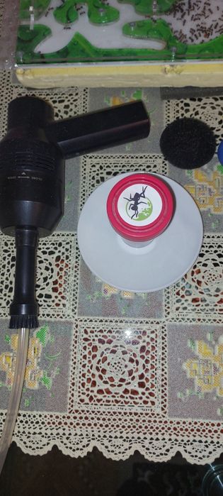 Продам муравьиную ферму, мессор структор