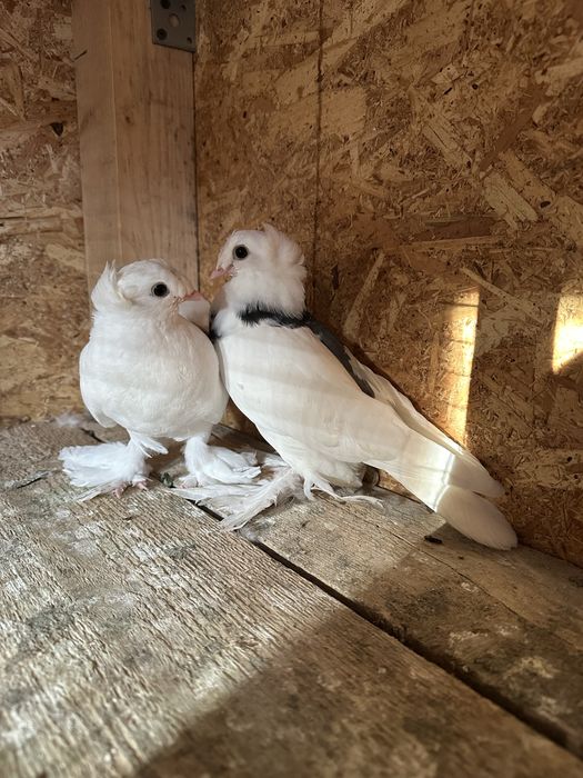 Două perechi scosi din pagi . Porumbeii au inceput sa manance singurei .