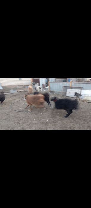 Продам или обмен