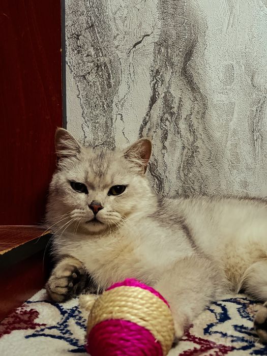 Британский шин шилла огл бола