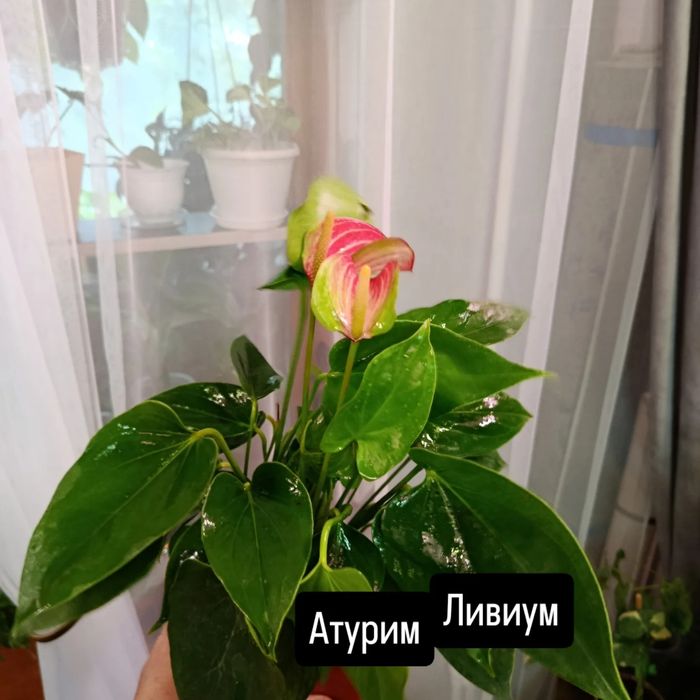 Большой выбор цветов .