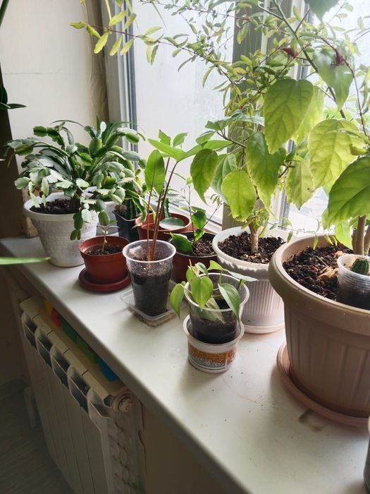 Цветы разные все