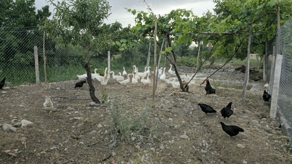 G‘ozlar sotiladi