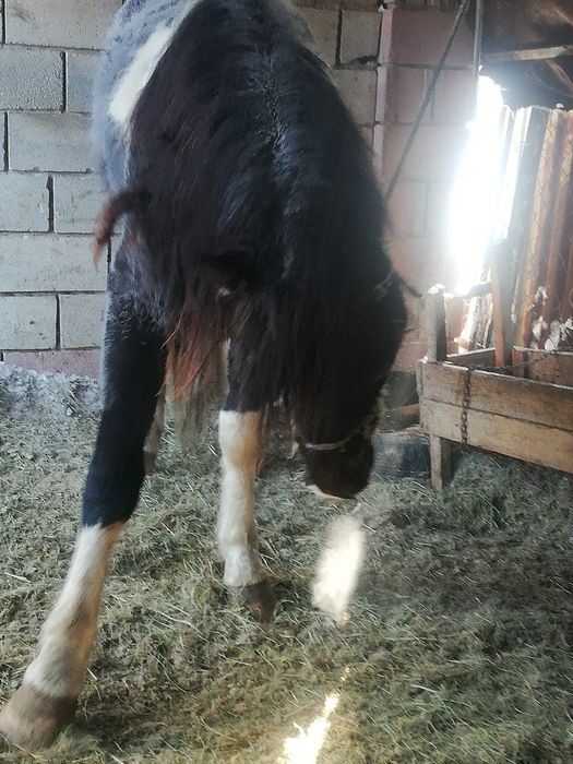 Продам 9 молодого 9 жеребца