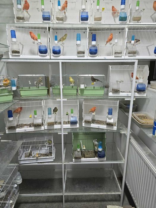 Canari de vanzare si hibrizi