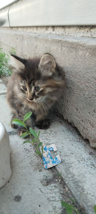 Бесплатно двухмесячный котёнок девушка.