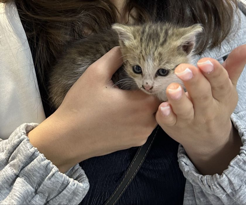 Котенок- девочка