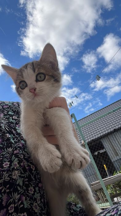 Отдам котят бесплатно