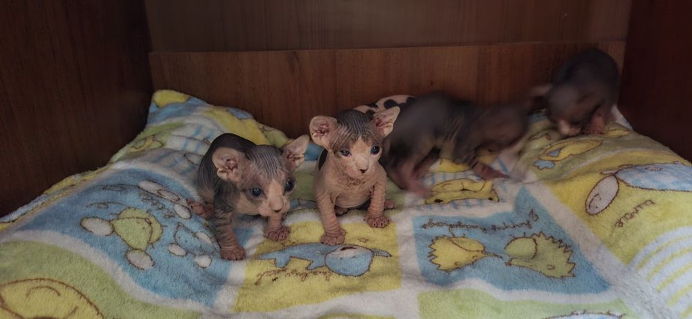 Котята канадского сфинкс!