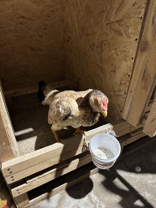 Продам Дакан курицу