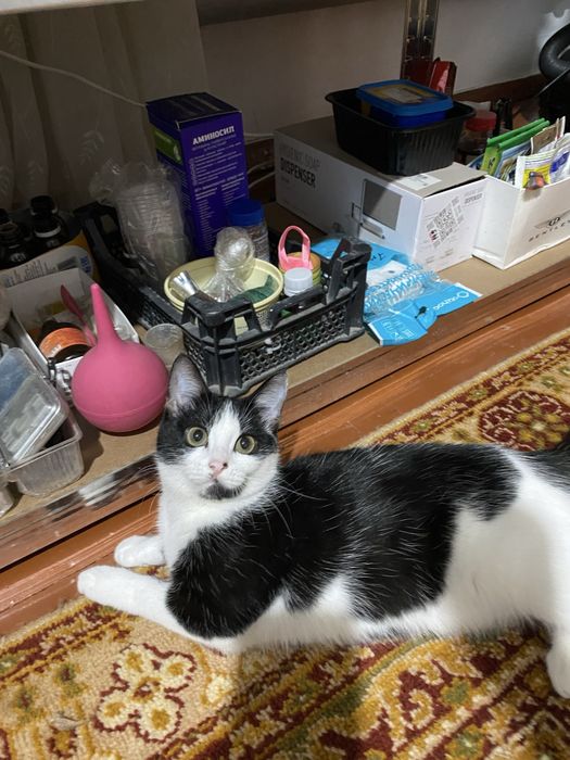 Кошечка 6 месяцев, девочка