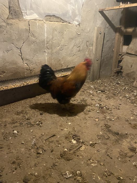 Әтеш петух петух