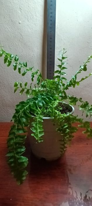 Домашнен растение Папоротник