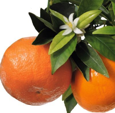 Mandarin la Ghiveci