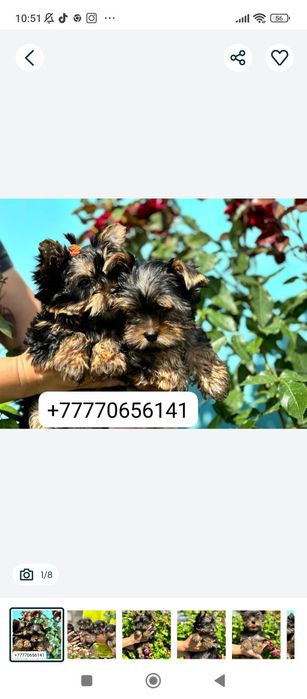 Йоркширский терьер