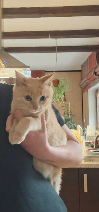 Рыжик 8 мес ждёт маму