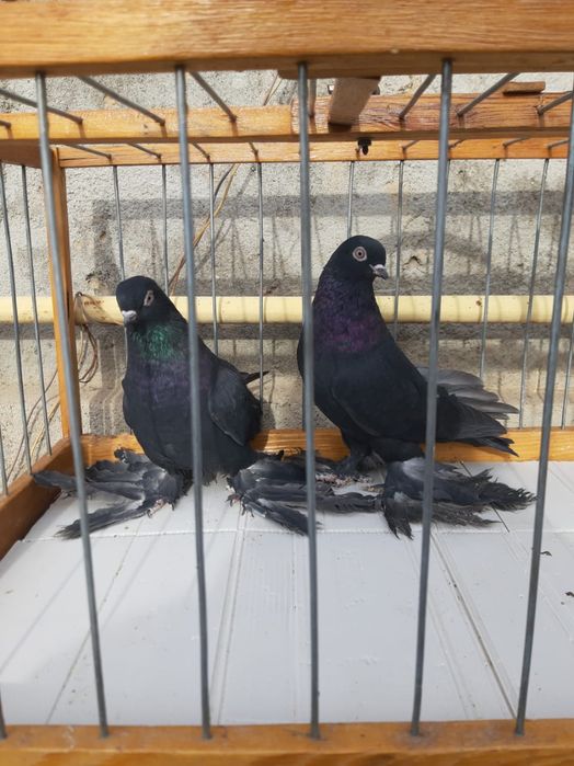 Голуби на продажу , тог имеется