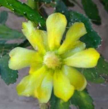 Продам. Бразилиопунция