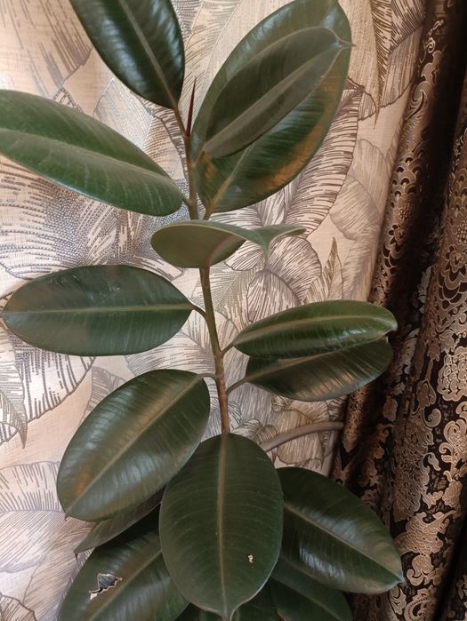 Продам цветок фикус каучуканосный