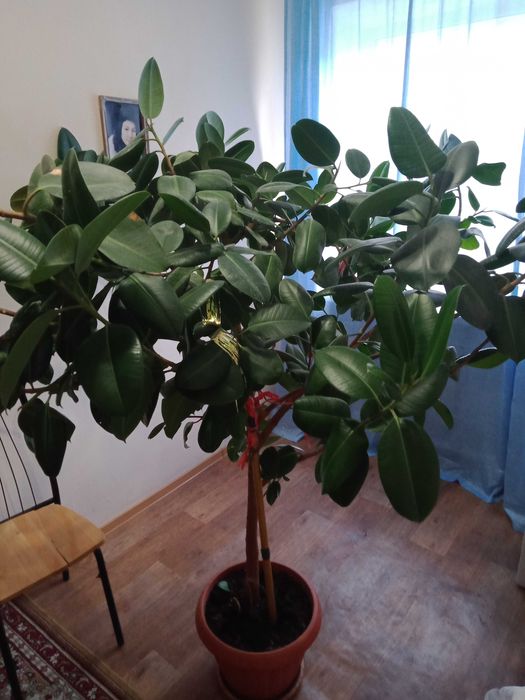 Фикус каучуконосный