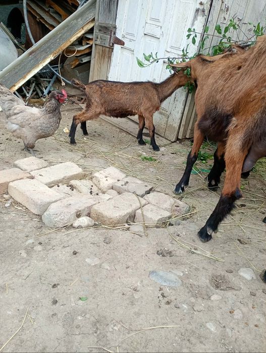 Vând iadă  alpin și ied sannen